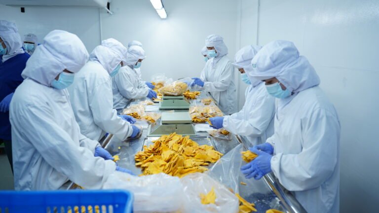 People in white hazmat suits, masks, and gloves handle dried mango.