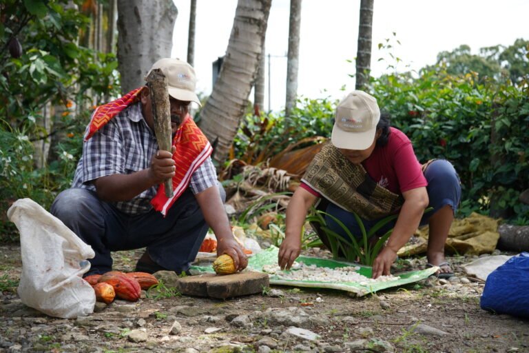 A man in a hat bends down to the ground and uses a traditional wooden club to break open the pods, while a woman in a hat bends down next to him to sort and arrange the freshly extracted cacao beans.