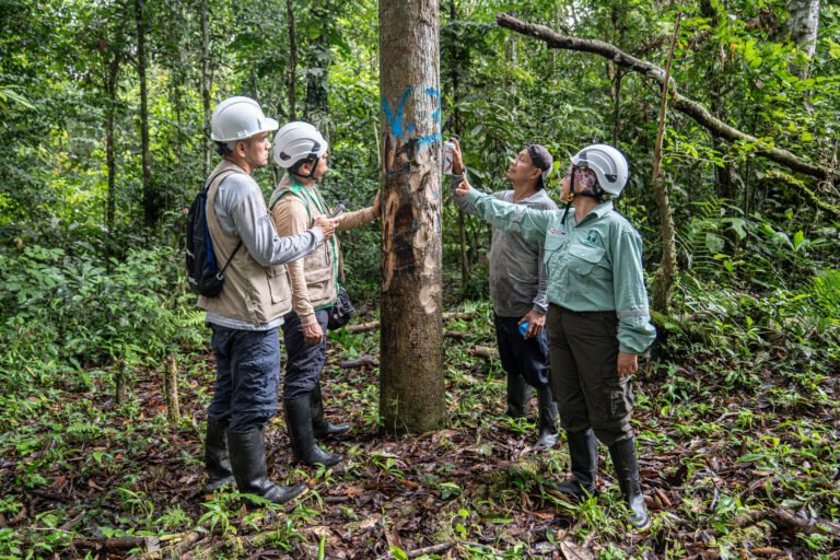 Four people in hardhats touch a tree trunk in the middle of a dense forest.