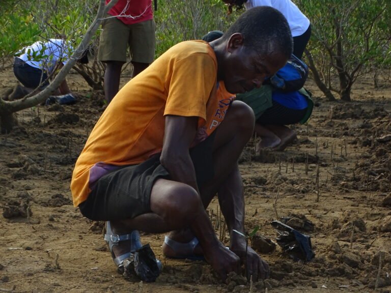 A man plants a mangrove while others do the same behind him.