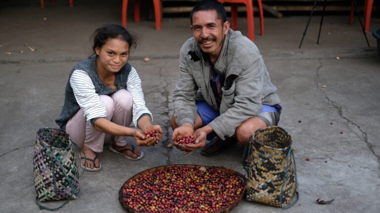 Two people bend down over a tray of coffee cherries, displaying handfuls to the camera.