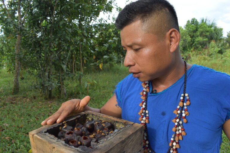 An Indigenous man looks down into a hive of bees.