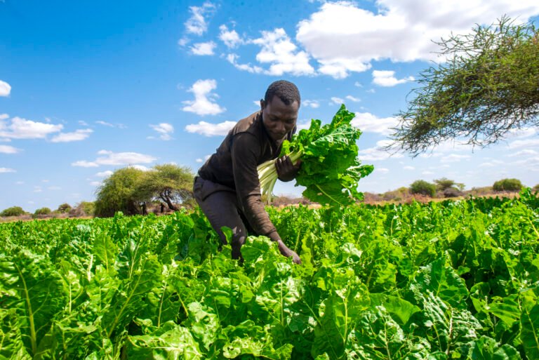 A man harvests leafy vegetables by hand beneath a bright blue sky dotted with clouds.