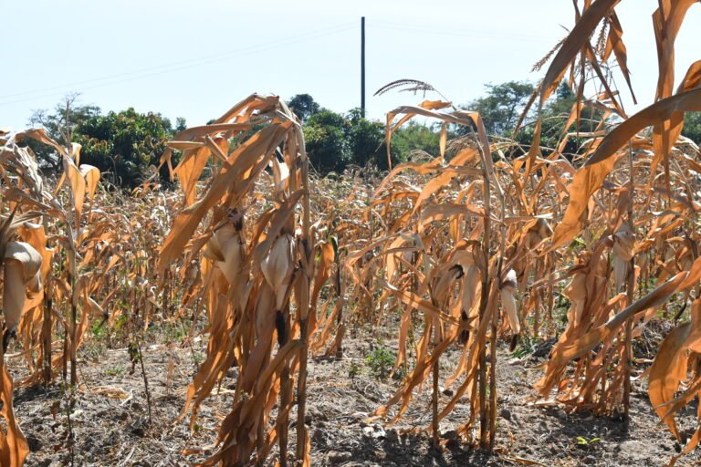 Dry maize in the garden