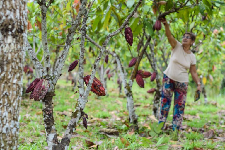 A woman reaches for cocoa from a tree.
