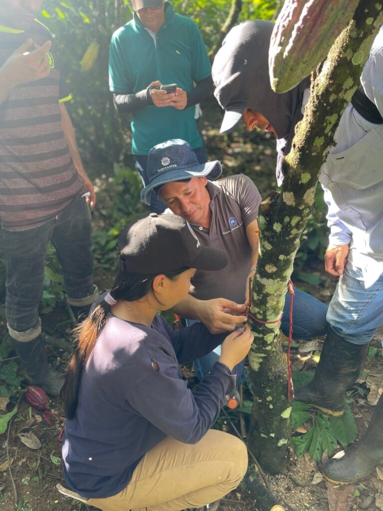 A group of people watch as two bend down to graft a cocoa tree.