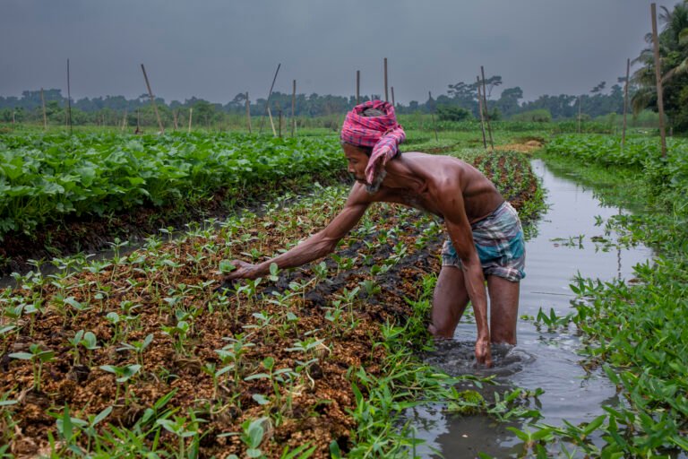 A man stands in water while tending to a floating vegetable garden.