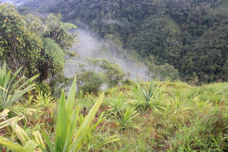 Landscape of green plants with tree-covered mountain in the background.