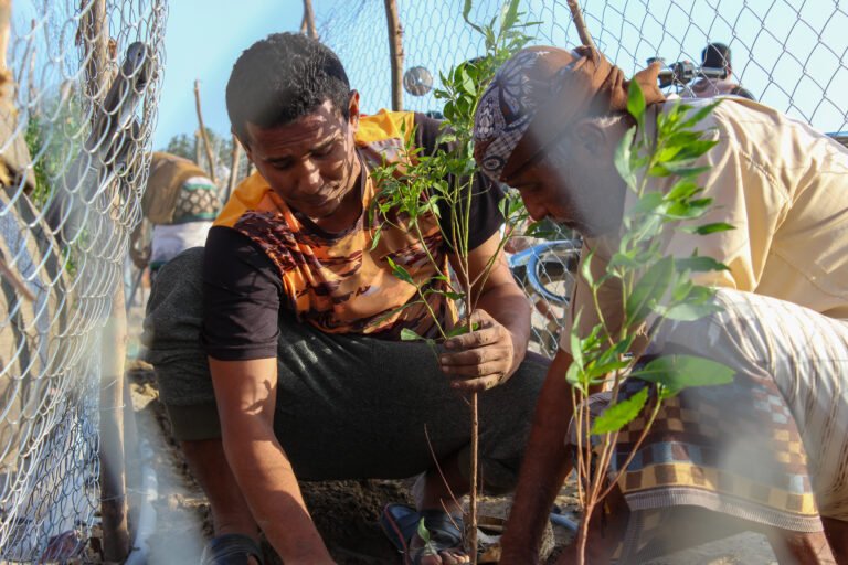 Two men work together to plant a tree sapling near a fence.
