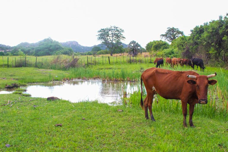 A brown cow stands in a healthy wetland ecosystem with diverse vegetation surrounding a freshwater pond.