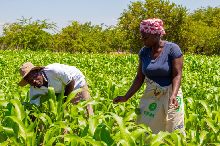A man and woman working in a lush maize field.