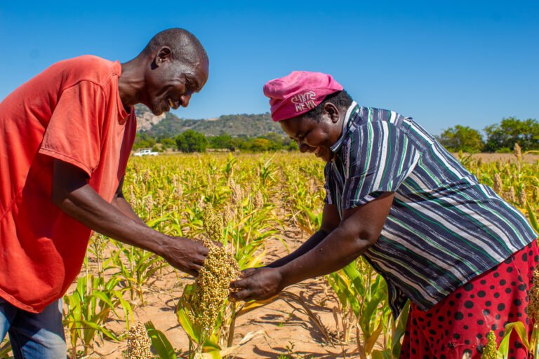 A middle-aged couple, Mr. and Mrs. Mutudza, standing in their field, smiling and holding a sorghum plant, surrounded by a blue sunny sky