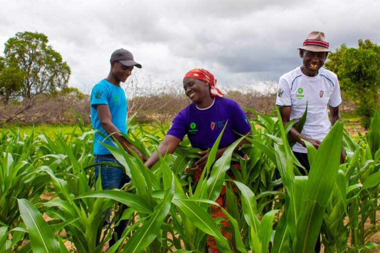 Two male and one female smallholder farmer smile together in a field with green maize.