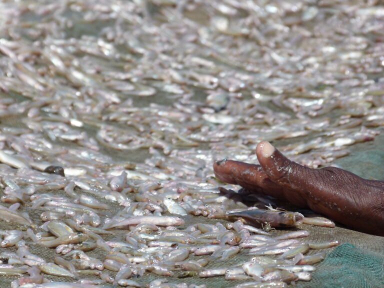 A hand spreads lots of tiny fish along a drying rack.