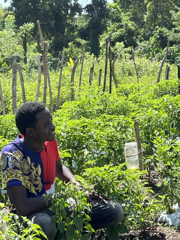 A student kneels down in his pepper research plots.