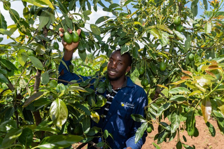 The USAID-funded Conservation Agriculture Plus project helps local youth smallholder farmers integrate trees into agricultural practices, leading to soil conservation, enhanced biodiversity, and carbon sequestration.