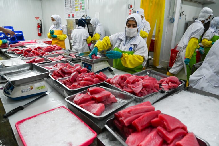 People in white uniforms and yellow gloves weigh raw fish in a factory setting.