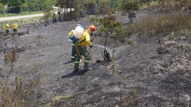 A firefighter waters a small tree on a burned hillside.