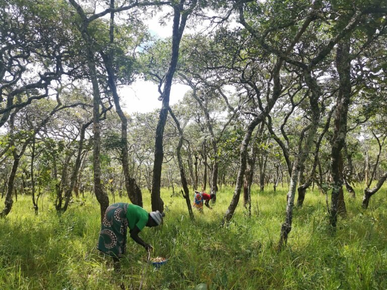 Two women in colorful skirts bend over in a forest to harvest mushrooms from tall grass into baskets.