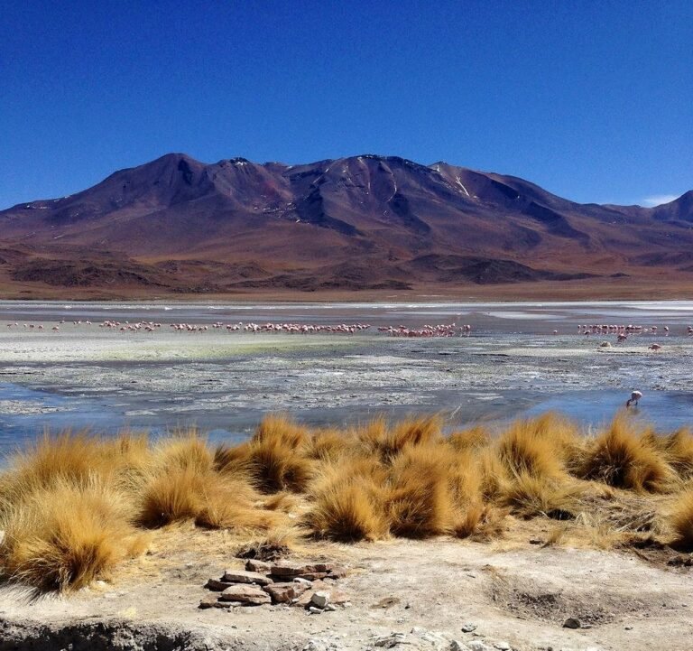 Flamingos stand in a mostly dry lake bed with an arid mountain behind them.
