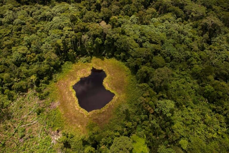Lake with surrounding forest