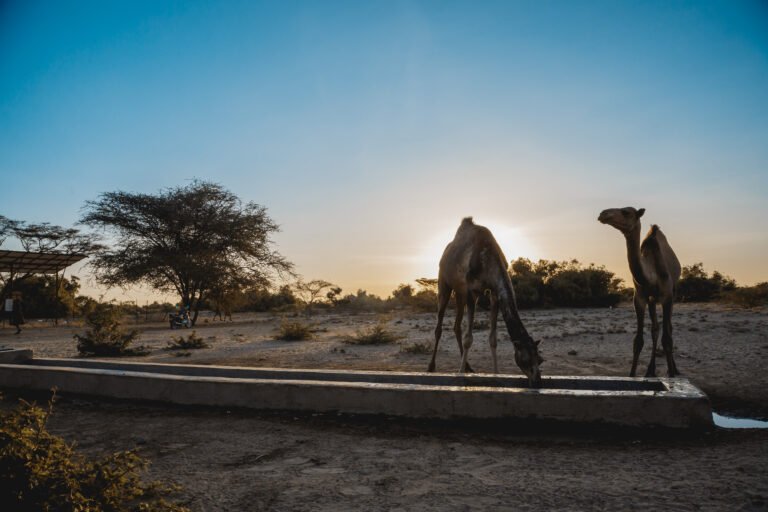 Two camels drink from a water trough at sunset.