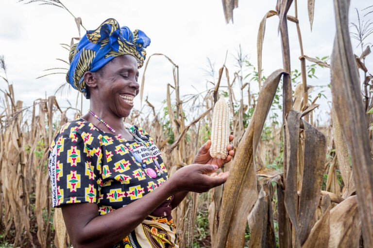 A woman in colorful traditional clothing stands in a corn field, holding a dried corn cob.