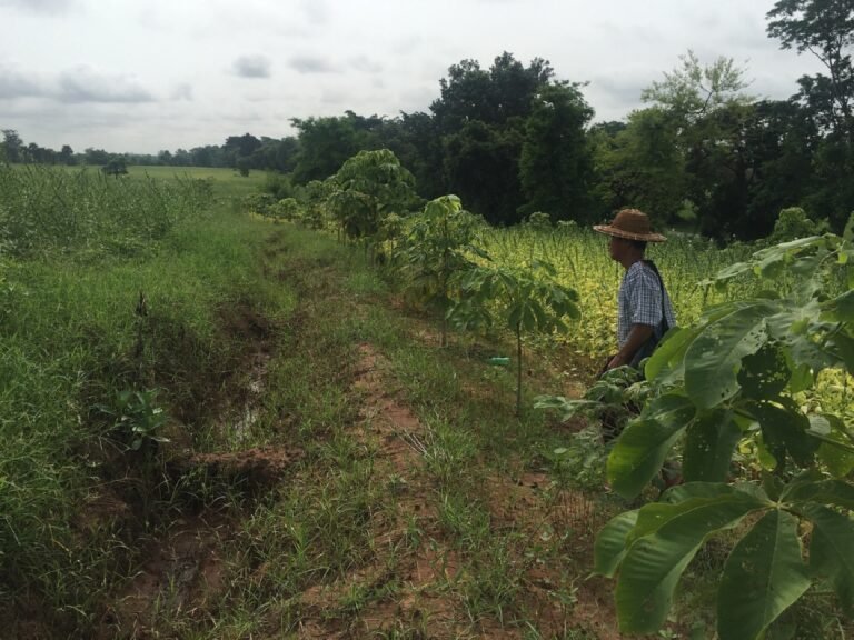 Farmers working with a new association in Magway, Myanmar, are learning how to adapt to climate change and extreme weahter by using water conservation and agroforesty practices.