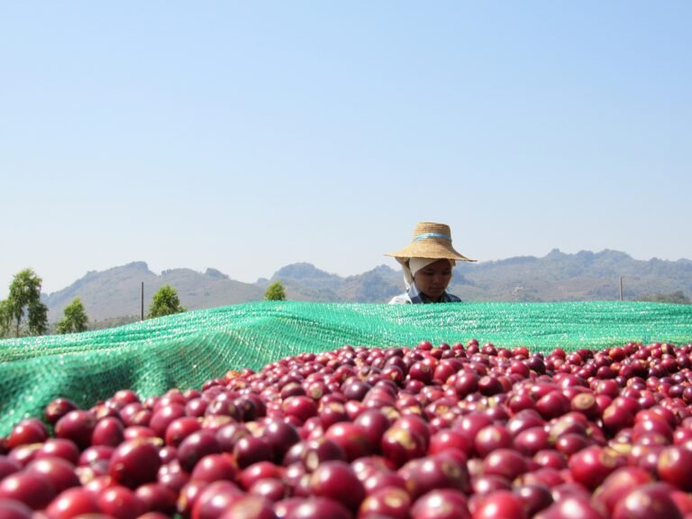 A female worker stands behind bright red coffee beans.