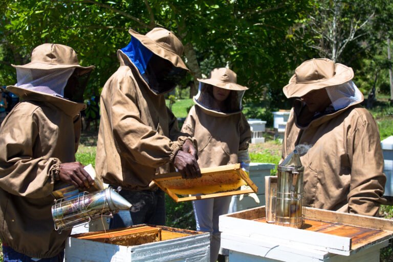 Four beekeepers open up hives and examine the honeycomb inside.