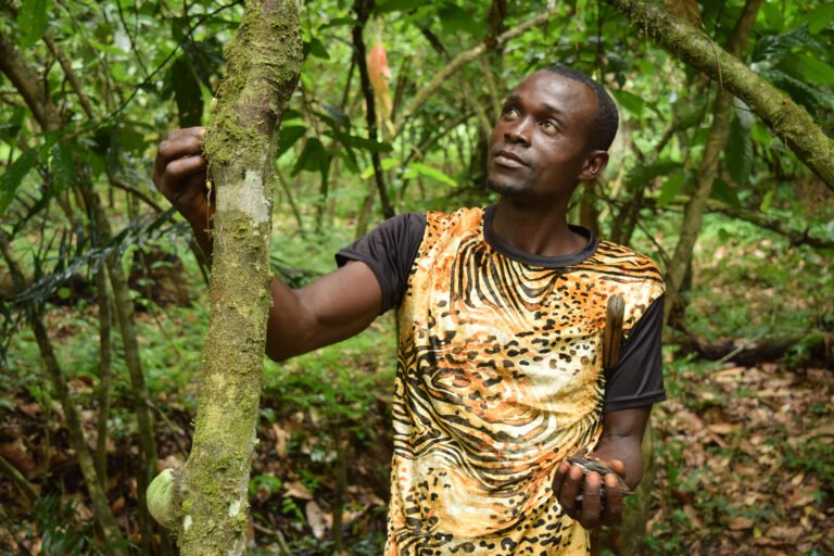 A man in a tiger-print shirt touches a tree and looks up while holding some of the tree's fruit in his other hand.