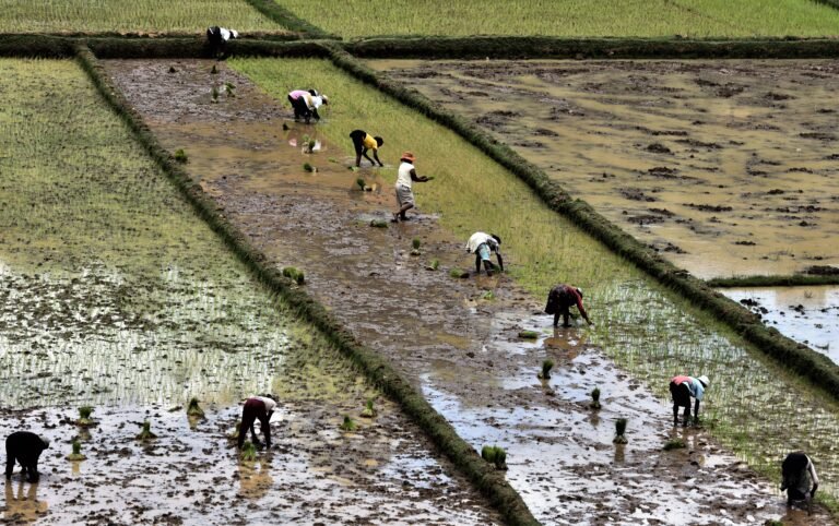 A line of people spread out along a ride paddy, bending down to plant seedlings.