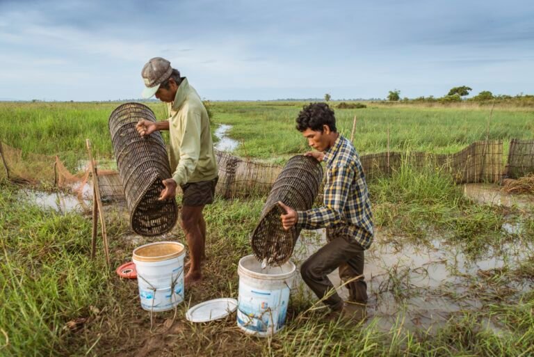 Two men load the takes from bamboo fish traps into large white buckets.