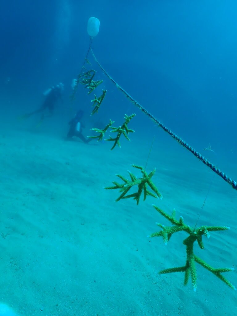 Small pieces of coral hang from an underwater line.