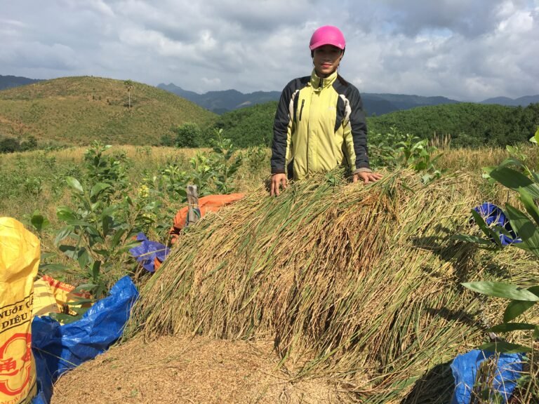 Harvesting Ra Du rice, intercropped with Acacia
