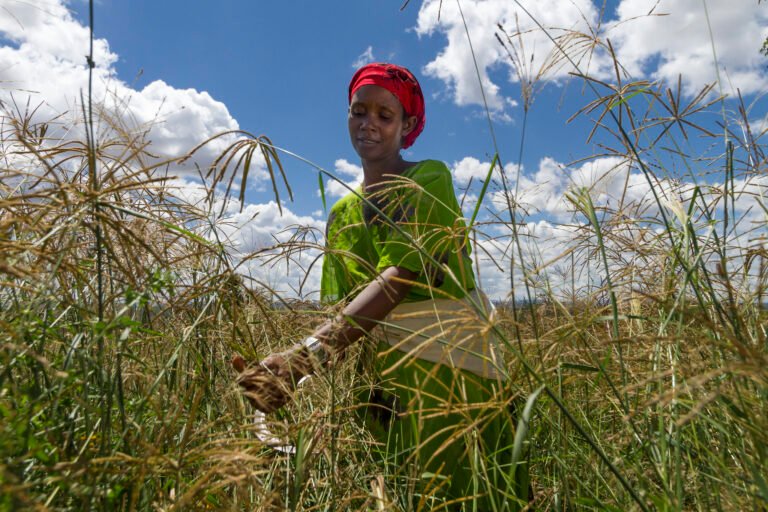 Cutting Grass for her Animals Nagele Boru cuts grass from a community enclosure to feed her calves.