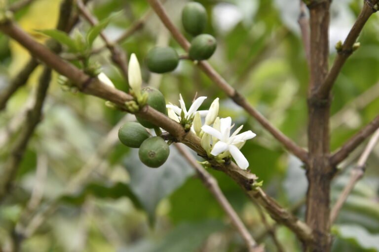 Green coffee beans and white coffee flowers are seen close-up on the stem of a plant.