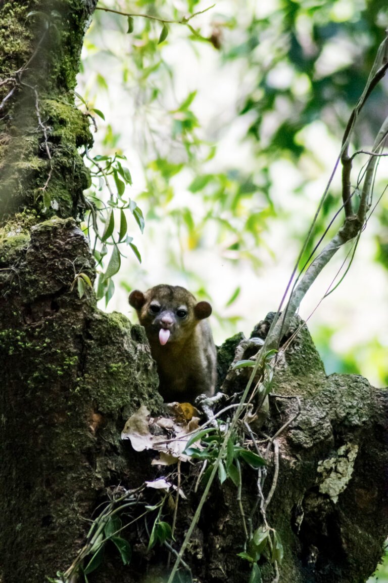 cheeky kinkajou