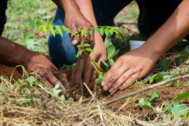 Close-up shot of two pairs of hands as they plant a tree in soil.