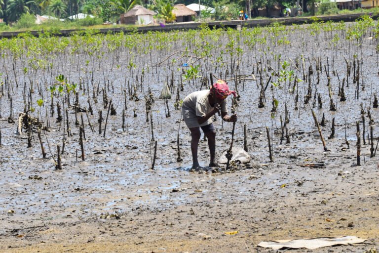 A person stands in a muddy area, planting young mangrove trees.