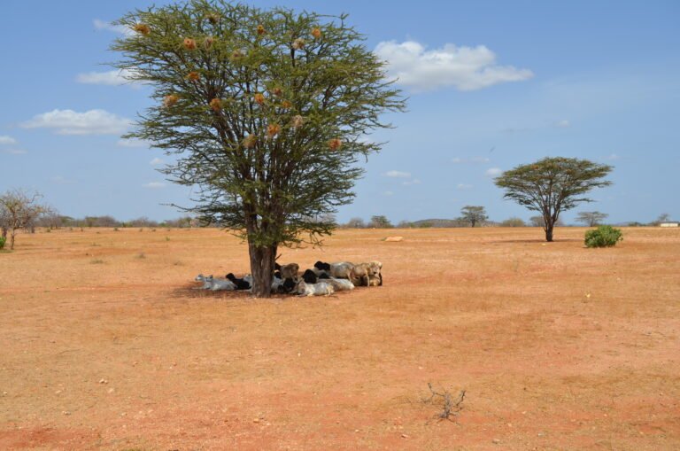 Acacia tree in Kenya