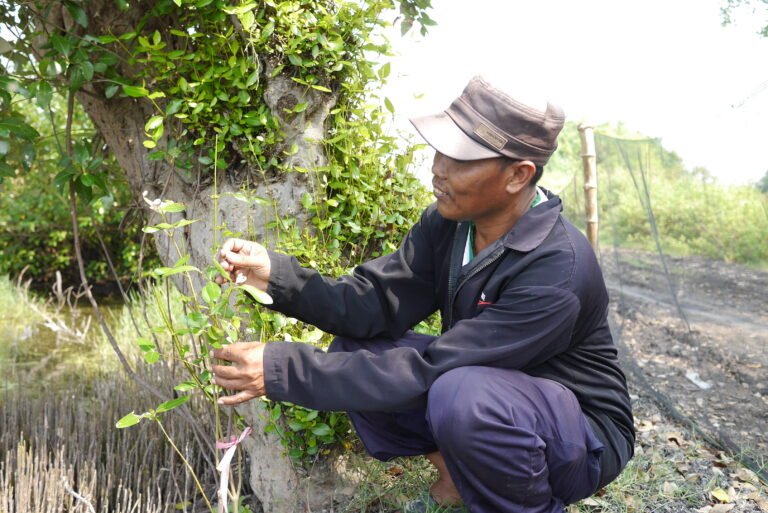 A man kneels next to a young tree and examines its leaves.