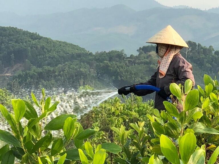Acacia farmer irritates young trees during  the dry season in Vietnam