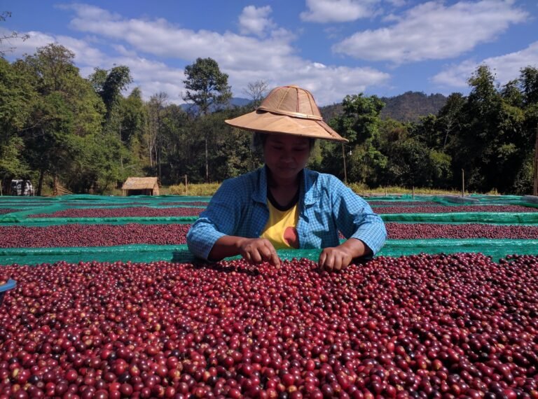 A woman sorts through bright red coffee beans in a large vat.