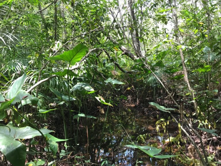 Thick plants and trees rise from a watery surface.
