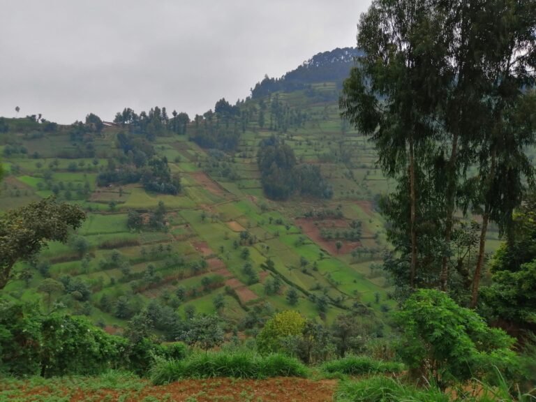 A step mountainside is seen from a ridge, with multiple terraces cascading down the side from top to bottom.