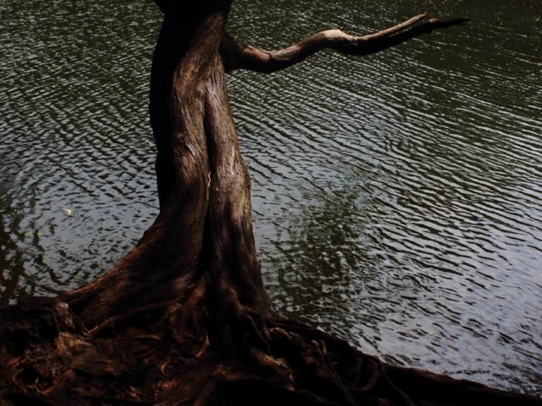 A burnt trees stands tall in front of the water of a dark lake.