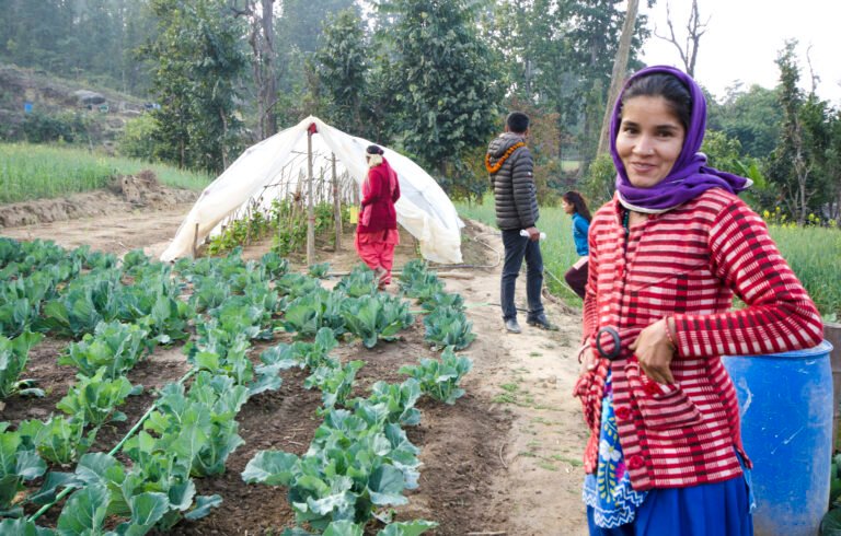 A woman in a colorful outfit stands next to a field of cabbages.