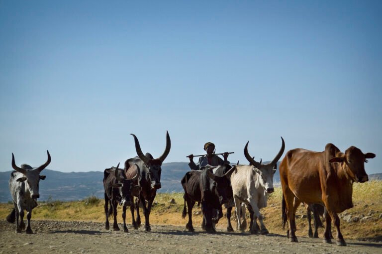 Livestock on the way to market A man looks after cattle. Near Mekele, Tigray, Ethiopia.