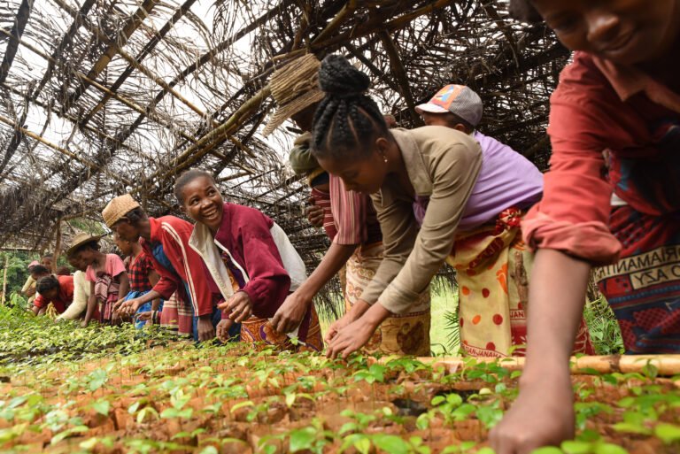 Men and women stand along the edge of a greenhouse plot, planting seedlings.